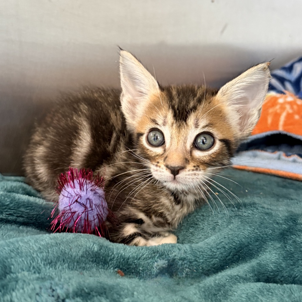 Shelter Stray Male Cat last seen , 4575 E Mesquite Ave, Palm Springs, CA 92264, USA