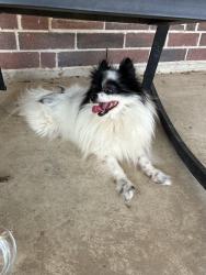 Found/Stray Male Dog last seen Grant, Houston, TX 77070