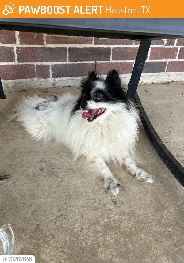 Found/Stray Male Dog last seen Grant, Houston, TX 77070