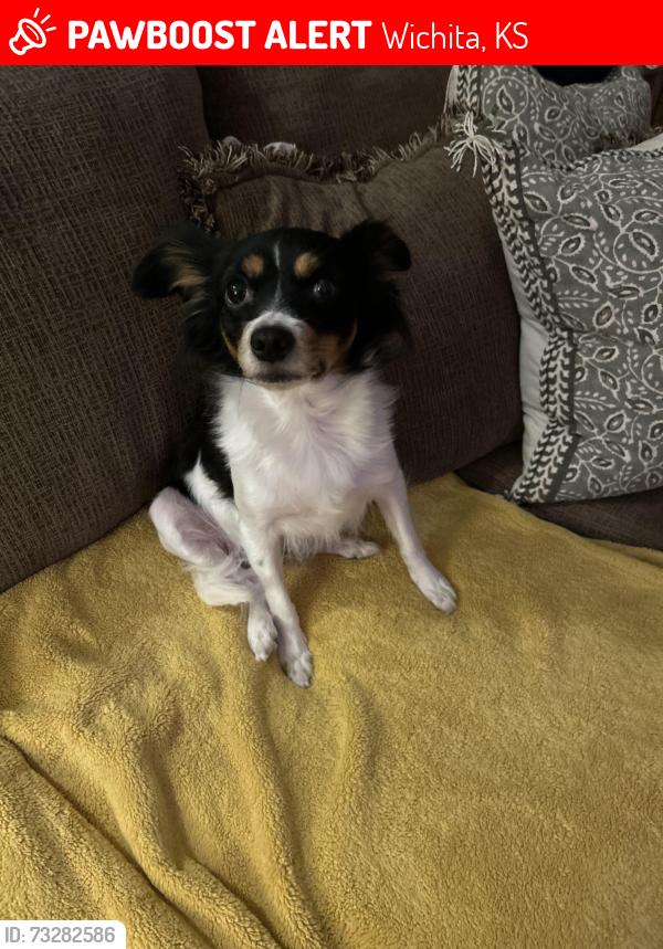 Lost Female Dog last seen Delan District, Wichita, KS 67203
