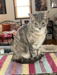 Reunited Female Cat last seen Bernard and Raupp, Buffalo Grove, IL 60089