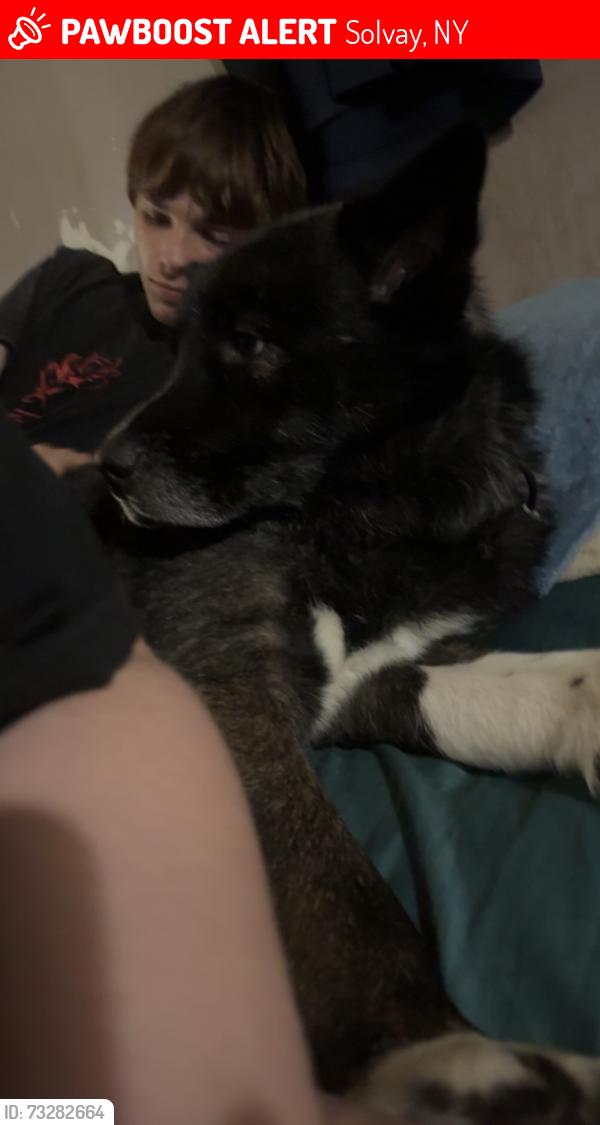 Lost Male Dog last seen woods road, Solvay, NY 13209