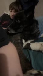 Lost Male Dog last seen woods road, Solvay, NY 13209