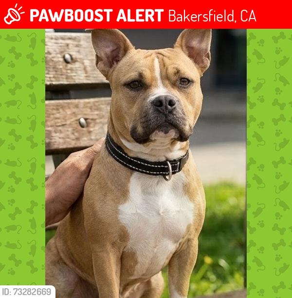 Lost Female Dog last seen Planz park, Bakersfield, CA 93304