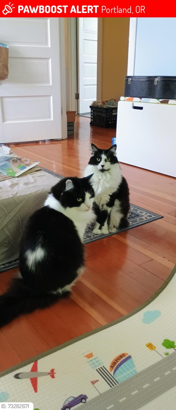 Lost Male Cat last seen Stanton and 56th, Portland, OR 97213