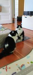 Lost Male Cat last seen Stanton and 56th, Portland, OR 97213