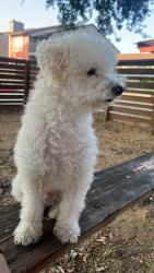 Lost Male Dog last seen Ferguson Rd, Dallas, TX 75228
