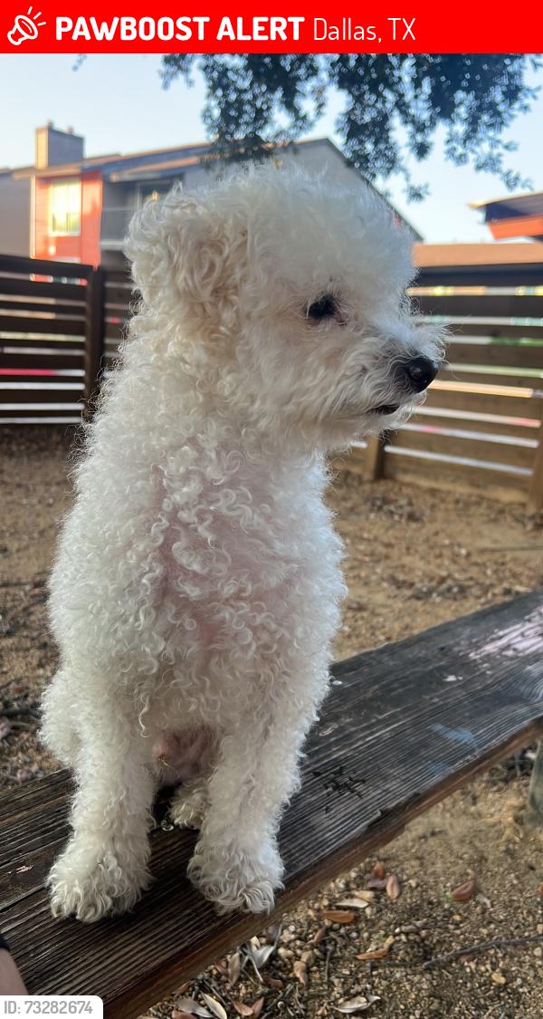 Lost Male Dog last seen Ferguson Rd, Dallas, TX 75228