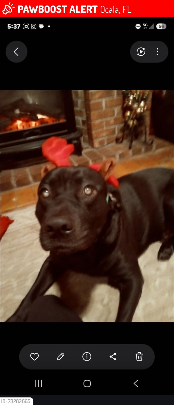 Lost Male Dog last seen Larch Rd, Chestnut, Larch Crl, Ocala, FL 34480