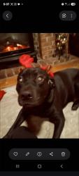 Lost Male Dog last seen Larch Rd, Chestnut, Larch Crl, Ocala, FL 34480
