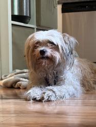 Reunited Unknown Dog last seen Papienau / rachel, Montréal, QC 