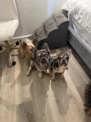 Lost Male Dog last seen The Olympic + hill building, Los Angeles, CA 90015