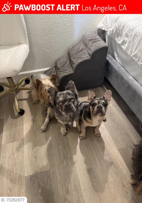 Lost Male Dog last seen The Olympic + hill building, Los Angeles, CA 90015