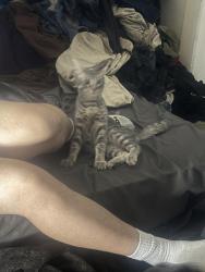 Found/Stray Female Cat last seen At the park Steve Jones park, Sacramento, CA 95822