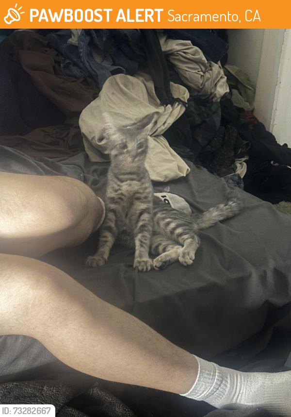 Found/Stray Female Cat last seen At the park Steve Jones park, Sacramento, CA 95822