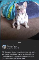 Lost Male Dog last seen Rumble carver, Modesto, CA 95350