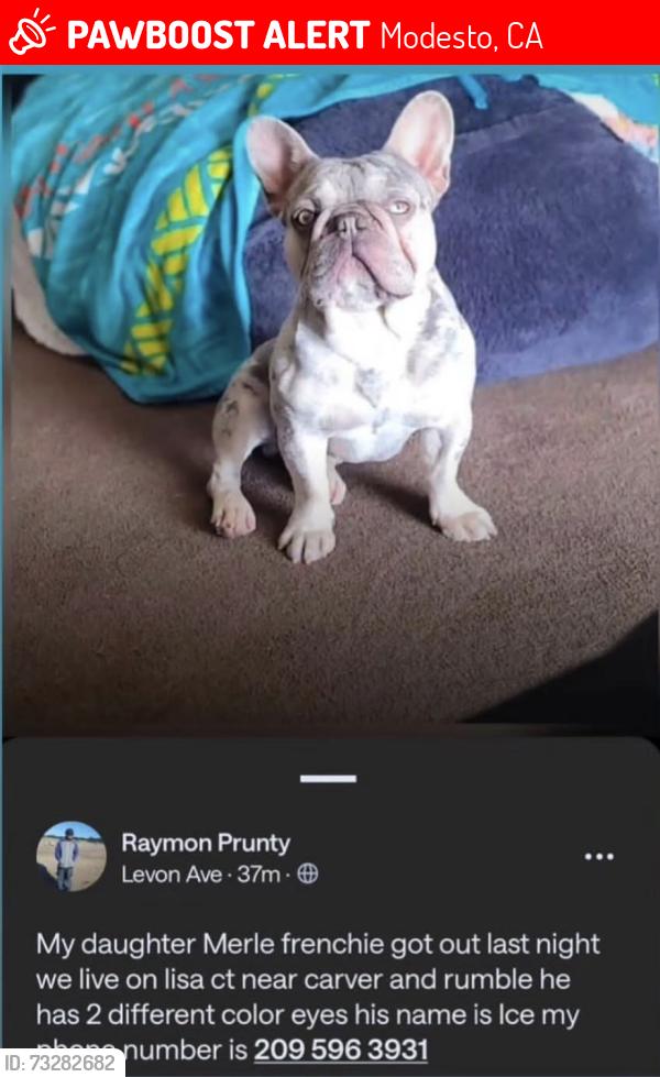 Lost Male Dog last seen Rumble carver, Modesto, CA 95350