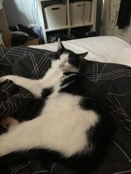 Lost Male Cat last seen Ridgeway est, Somerset, England BA4 5RF