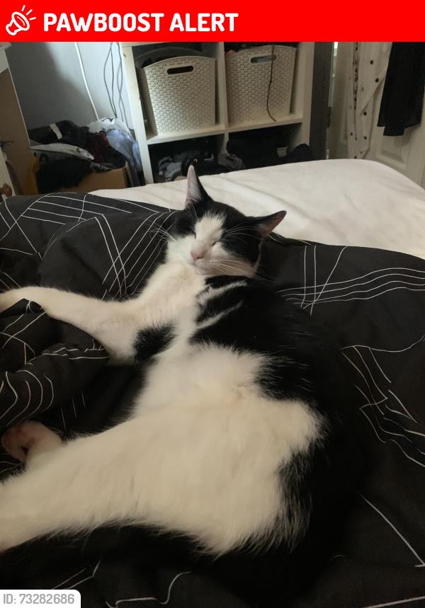 Lost Male Cat last seen Ridgeway est, Somerset, England BA4 5RF