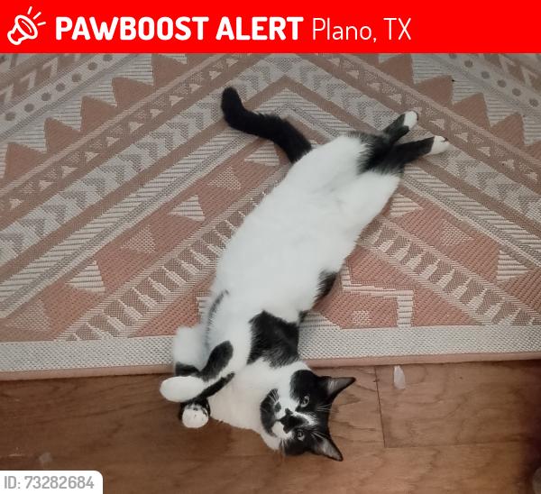 Lost Female Cat last seen MAPLE LEAF/STRATFORD, Plano, TX 75075