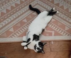 Lost Female Cat last seen MAPLE LEAF/STRATFORD, Plano, TX 75075