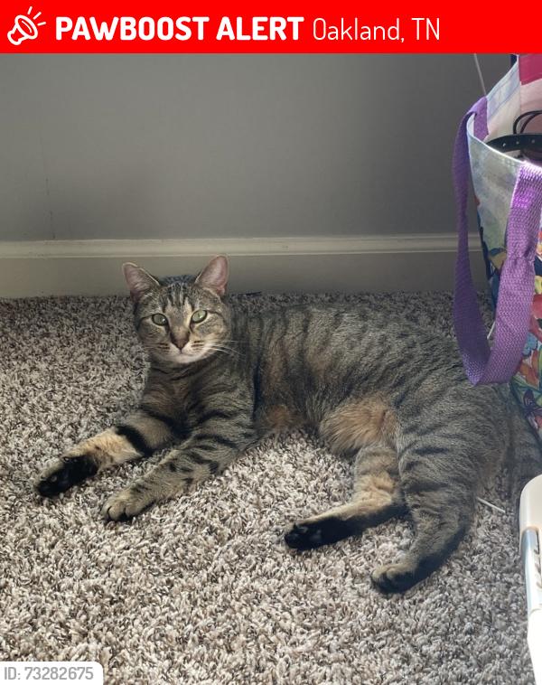 Lost Female Cat last seen Oaklands Reserves, Oakland, TN 38060
