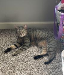 Lost Female Cat last seen Oaklands Reserves, Oakland, TN 38060