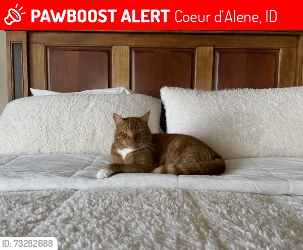 Lost Male Cat last seen Kidd island bay rd and highway 95, Coeur d'Alene, ID 83814