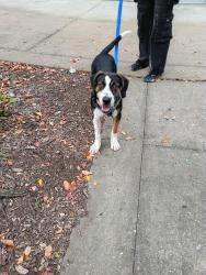 Found/Stray Male Dog last seen Near grace st, Nashville, TN 37207