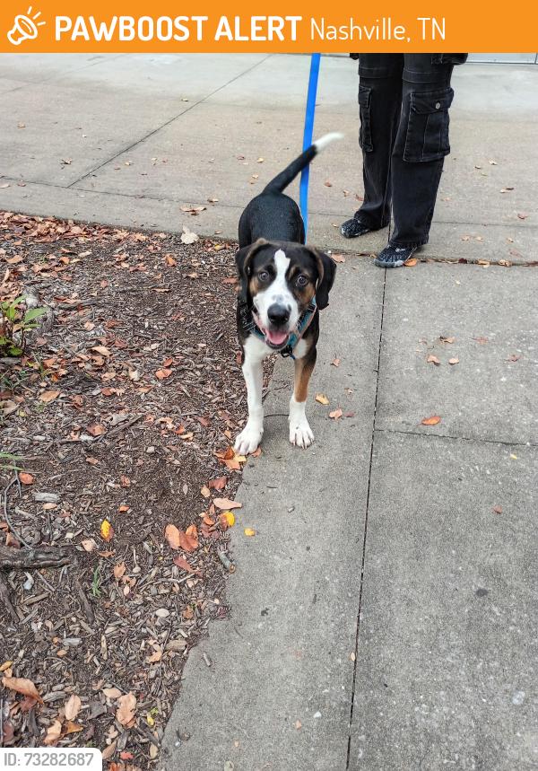 Found/Stray Male Dog last seen Near grace st, Nashville, TN 37207