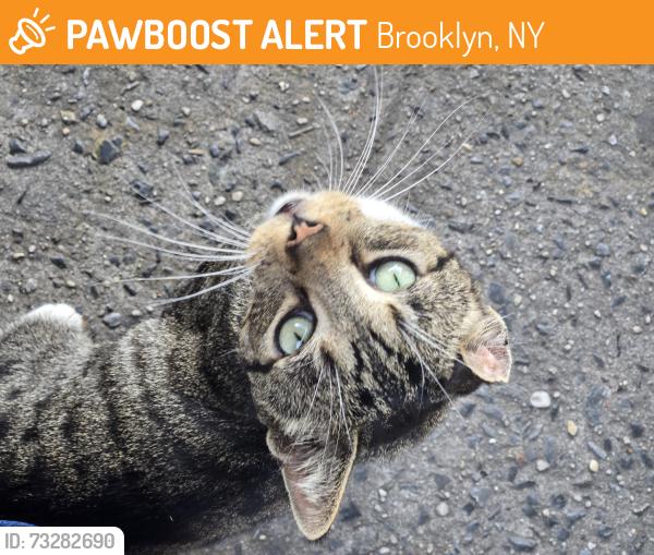 Found/Stray Unknown Cat last seen In front of Sanders, Brooklyn, NY 11204