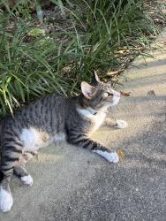 Found/Stray Female Cat last seen N victoria park rd and 5th street, Fort Lauderdale, FL 33301