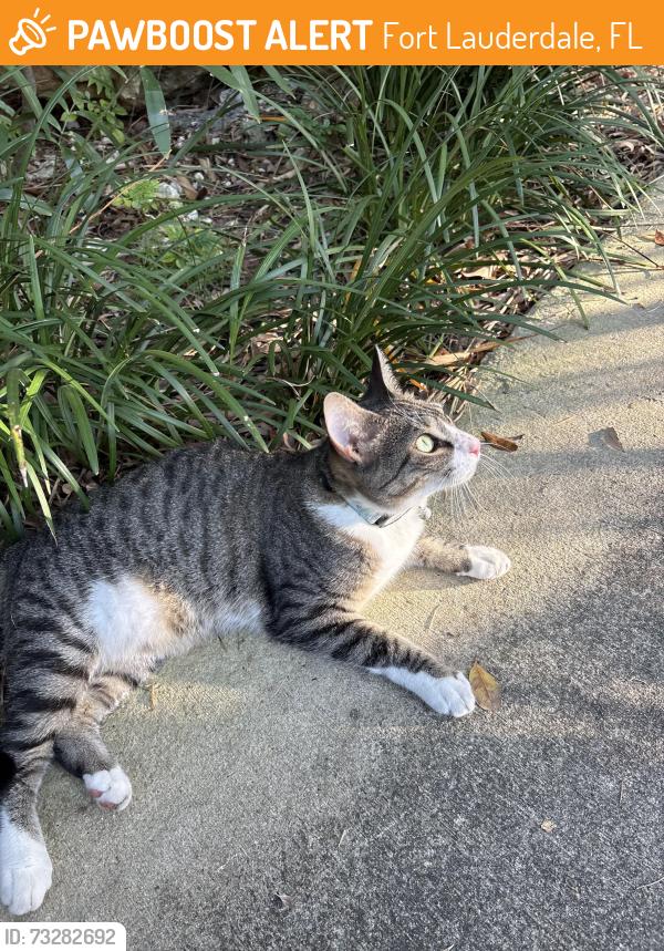 Found/Stray Female Cat last seen N victoria park rd and 5th street, Fort Lauderdale, FL 33301
