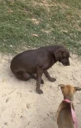 Reunited Female Dog last seen Lott rd and schillingers, Eight Mile, AL 36613
