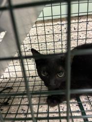 Shelter Stray Female Cat last seen QUEBEC & 72ND, 12155 Park Blvd, Brighton, CO 80601, USA