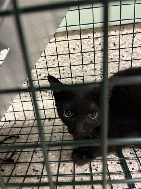Shelter Stray Female Cat last seen QUEBEC & 72ND, 12155 Park Blvd, Brighton, CO 80601, USA