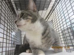 Shelter Stray Male Cat last seen , 1850 W 60th St, Los Angeles, CA 90047, USA