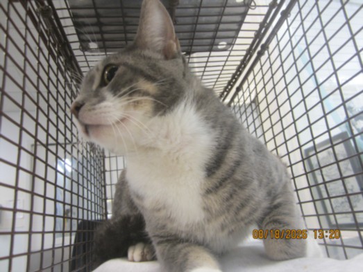 Shelter Stray Male Cat last seen , 1850 W 60th St, Los Angeles, CA 90047, USA