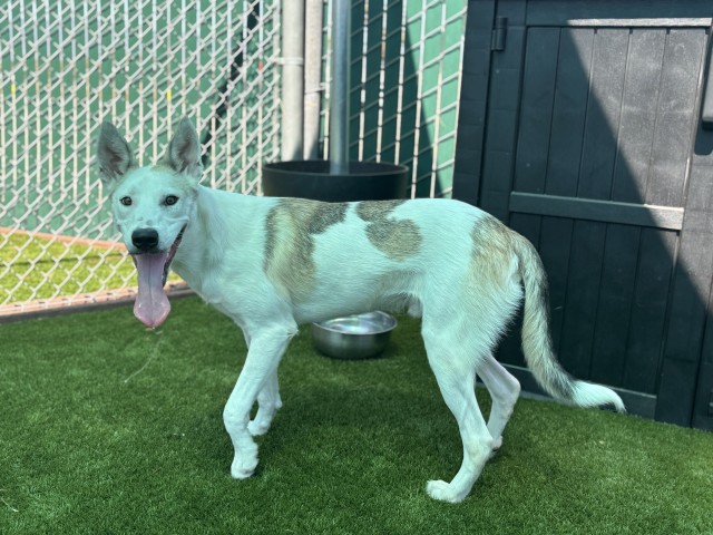Shelter Stray Male Dog last seen Near BLOCK E MESA DR, 333 Chandler Pl, San Bernardino, CA 92408, USA