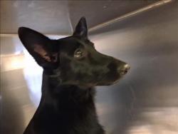 Shelter Stray Female Dog last seen , 1850 W 60th St, Los Angeles, CA 90047, USA