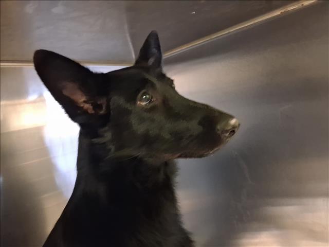 Shelter Stray Female Dog last seen , 1850 W 60th St, Los Angeles, CA 90047, USA