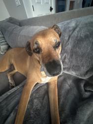 Reunited Male Dog last seen Via De La Valle, Rancho Santa Fe, CA, USA, Rancho Santa Fe, CA 92067