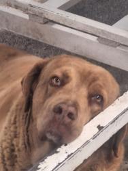 Lost Male Dog last seen Av. Niños heroes #328 huejotzingo, Huejotzingo, Pue. 74160