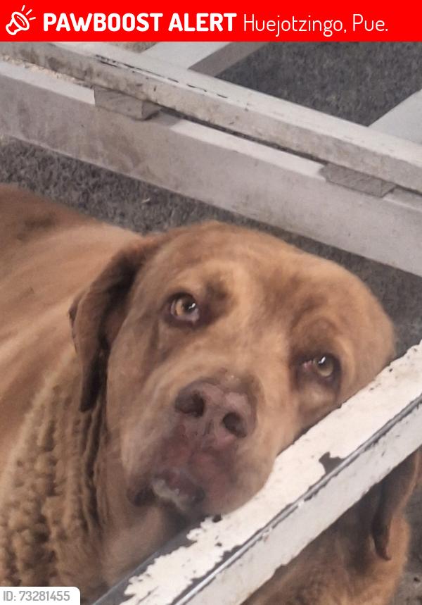 Lost Male Dog last seen Av. Niños heroes #328 huejotzingo, Huejotzingo, Pue. 74160