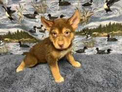 Shelter Stray Female Dog last seen , 38550 Sierra Hwy, Palmdale, CA 93550, USA
