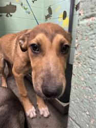 Shelter Stray Male Dog last seen OPAL LN & BELDEN ST, 2127 Front St, Sacramento, CA 95818, USA