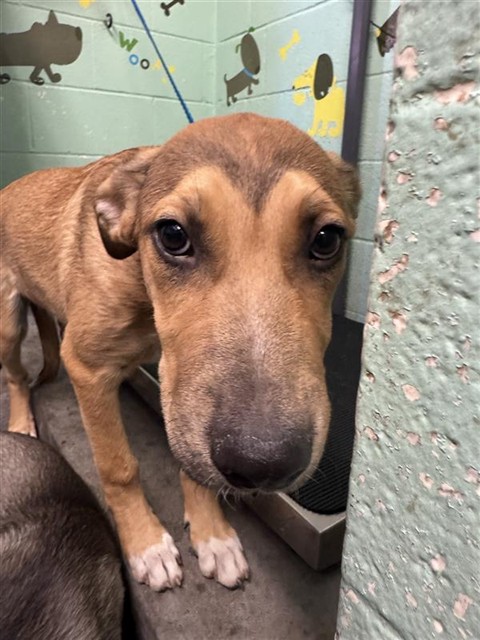 Shelter Stray Male Dog last seen OPAL LN & BELDEN ST, 2127 Front St, Sacramento, CA 95818, USA