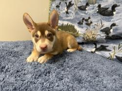 Shelter Stray Male Dog last seen , 38550 Sierra Hwy, Palmdale, CA 93550, USA