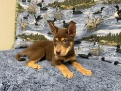 Shelter Stray Male Dog last seen , 38550 Sierra Hwy, Palmdale, CA 93550, USA