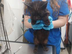 Shelter Stray Male Cat last seen Near BLOCK DAVIE BLVD, FORT LAUDERDALE FL 33312, 2400 SW 42nd St, Fort Lauderdale, FL 33312, USA